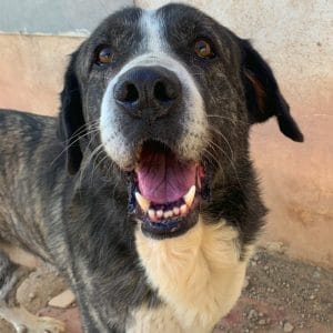 Goliat es un perro tranquilo