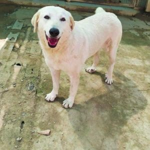 Rita perra en adopción: tímida y cariñosa