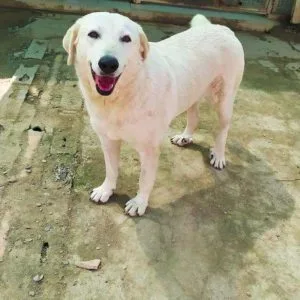 Rita perra en adopción: tímida y cariñosa