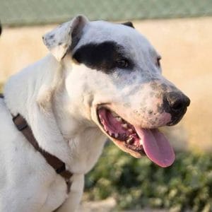 Perro en adopción: Ramón cariñoso y noble