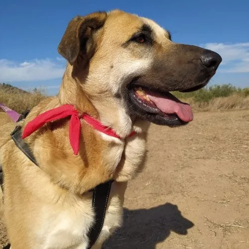 Amara perra muy cariñosa