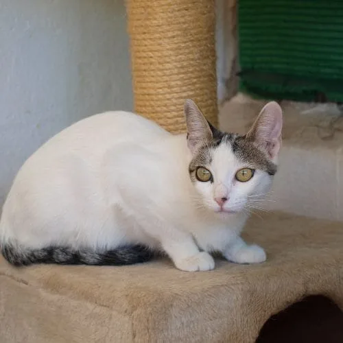 Mar la gata sociable