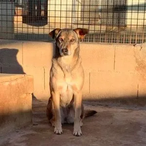 Perra en adopción: Nala desconfiada y sensible