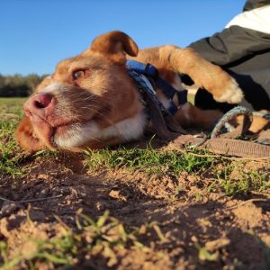 Perico el más cariñoso del refugio
