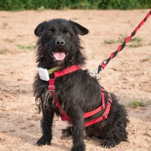 Mario un perro especial