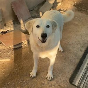 Rita la perra más noble