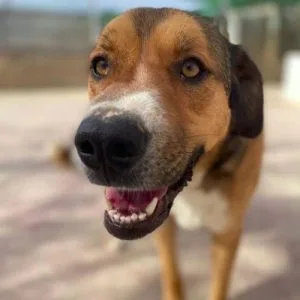 Tuna la perra más dulce y noble