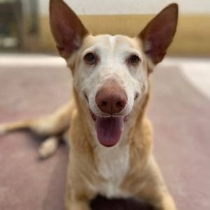 Plutón podenco mediano activo en adopción