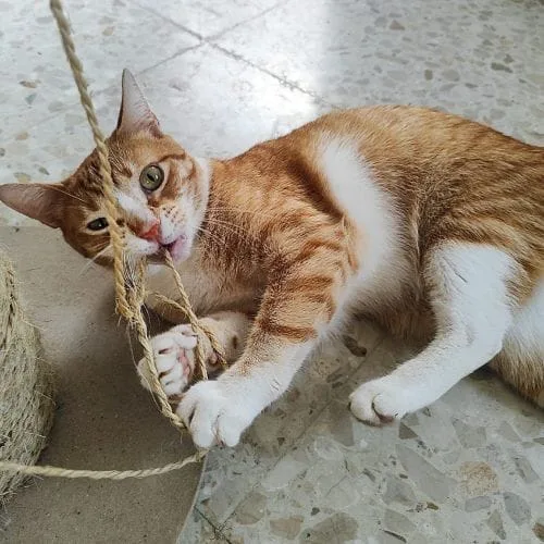 Ares el gato independiente