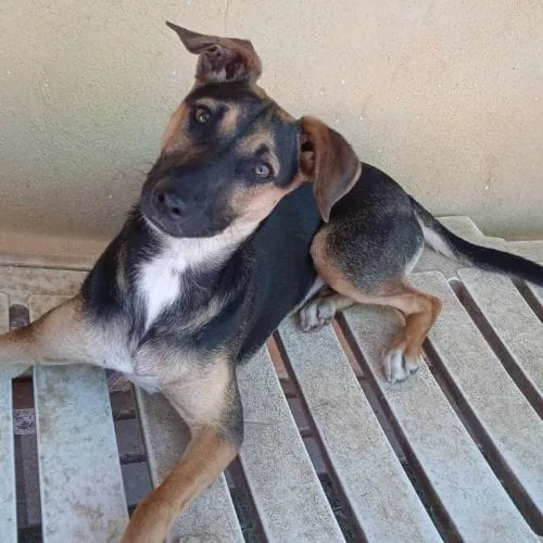 Noche la juguetona del refugio