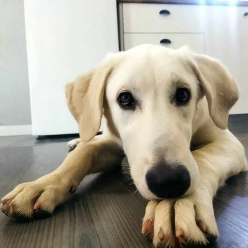 sandy con personalidad