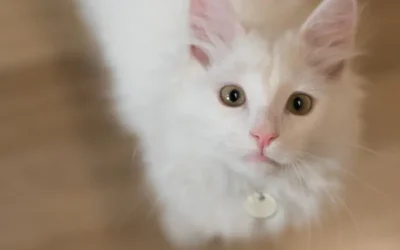 9 de cada 10 personas considera a su gato un miembro de la familia: ¿Por qué?
