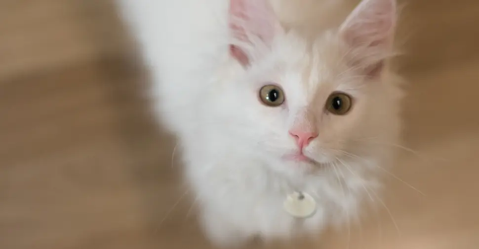 9 de cada 10 personas considera a su gato un miembro de la familia: ¿Por qué?