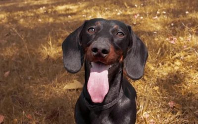 ¿Por qué Alemania podría prohibir la cría del Dachshund o perro salchicha? Todo lo que necesitas saber