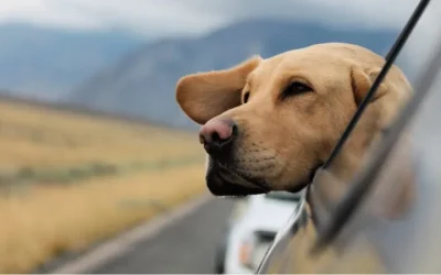 ¡Alerta! Los perros también pueden sufrir el síndrome postvacacional