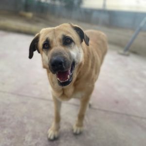 Amara perra mestiza cariñosa y sociable en adopción responsable
