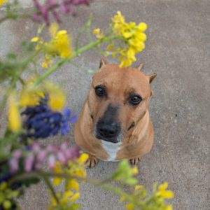 Boop perro mestizo fuerte y cariñoso en adopción responsable
