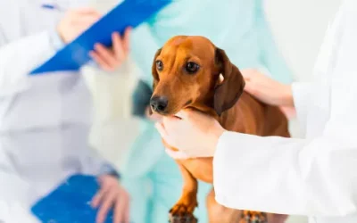 Cáncer en perros y gatos: Cómo detectarlo temprano y qué tratamientos efectivos existen