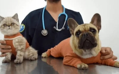 Castración en perros y gatos: Un acto de amor, responsabilidad y bienestar animal