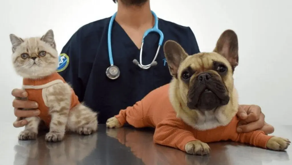 Castración en perros y gatos: Un acto de amor, responsabilidad y bienestar animal