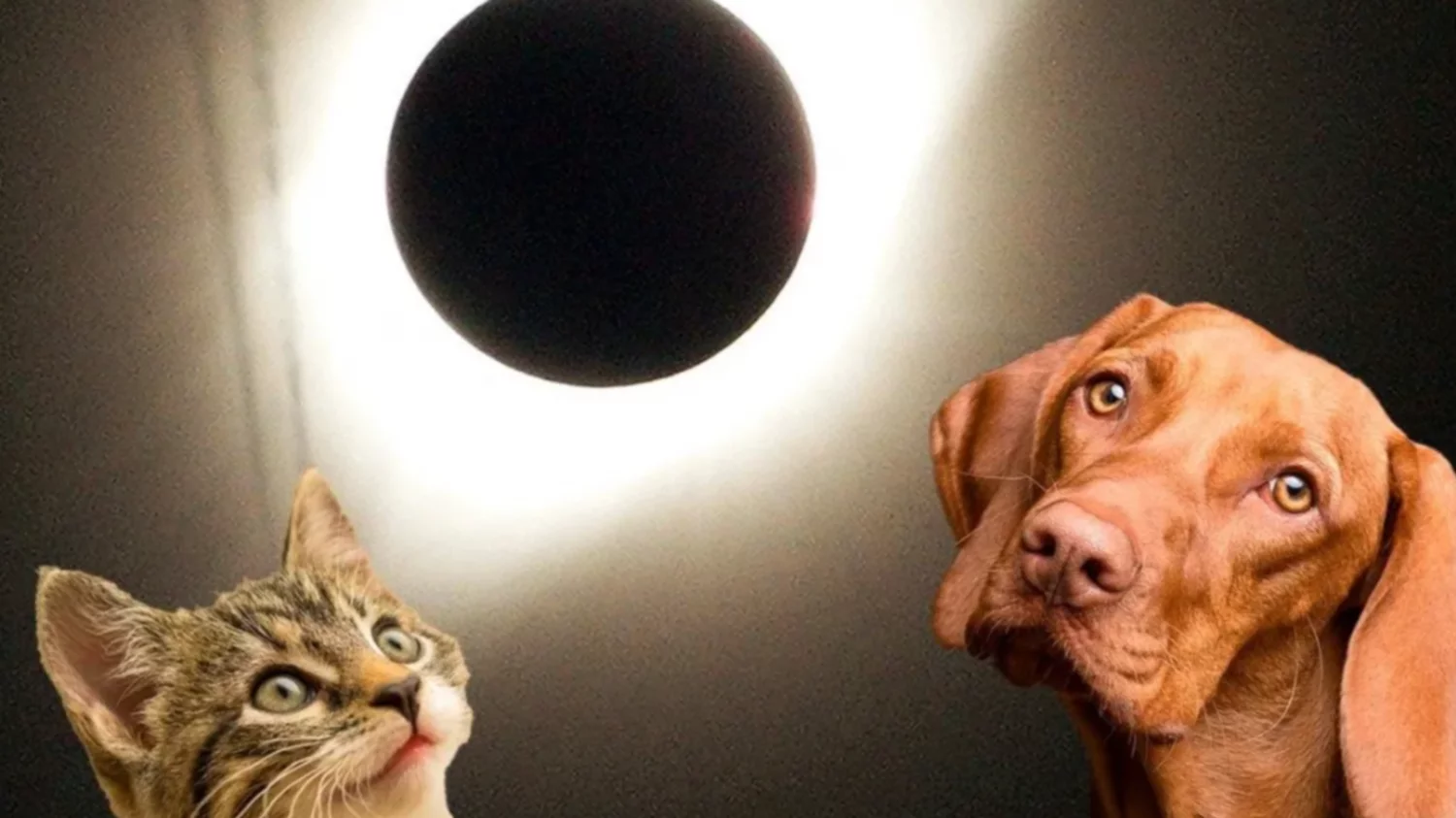 Como afectan el eclipse solar a las mascotas