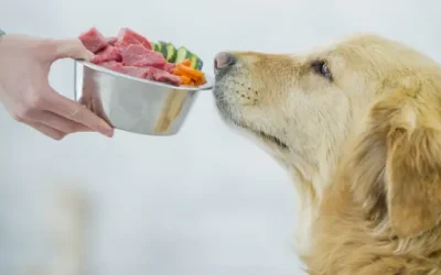 Cómo los perros mejoran las terapias para trastornos alimentarios