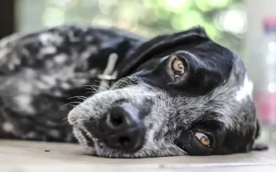 ¿Cómo se despiden los perros antes de morir? Señales, cuidados y consejos para acompañarlos