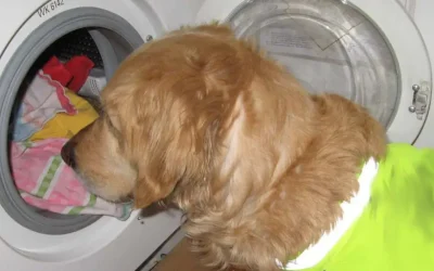 El componente peligroso común en productos para mascotas que debes evitar para proteger su salud