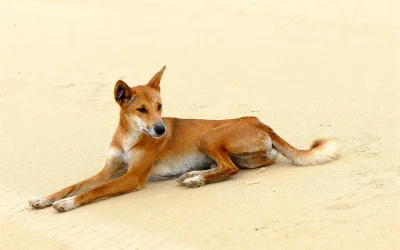 De dingos a perros lobo: ¿Cómo la hibridación animal está revolucionando el mundo canino?