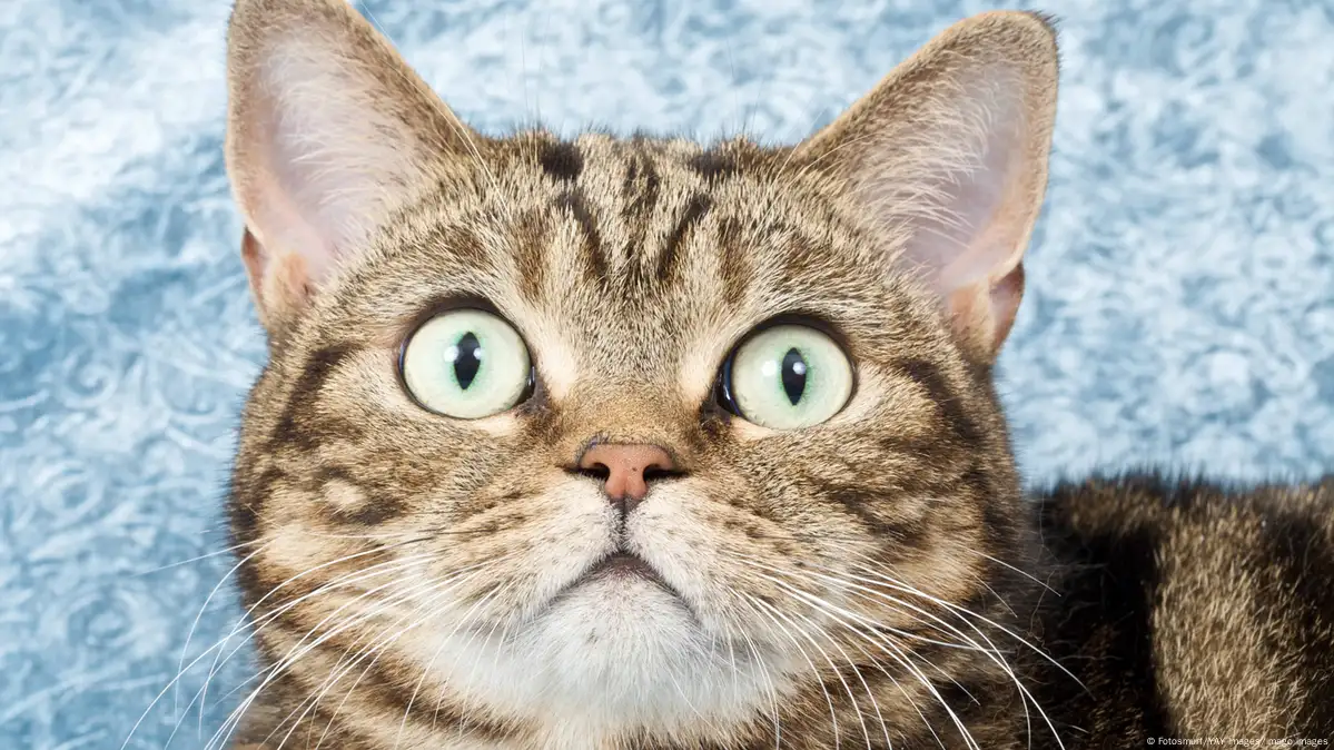 Descubre por qué los gatos se tapan la cara al dormir