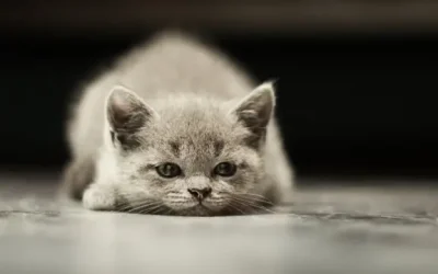 Guía completa para adoptar un gato: Cuidados básicos, educación y adopción responsable