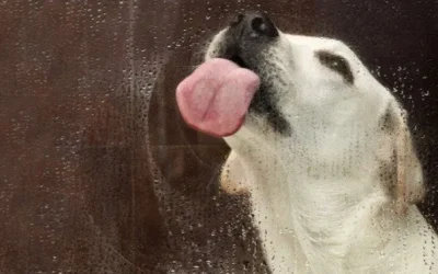 El impacto de impedir que un perro lama a su dueño, según expertos: ¿Es bueno o malo para tu mascota?