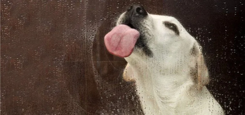 El impacto de impedir que un perro lama a su dueño, según expertos: ¿Es bueno o malo para tu mascota?