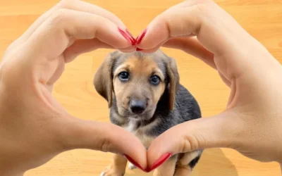 El día del perro: El doloroso origen de una fecha que busca crear conciencia
