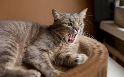 El maullido de los gatos: Cómo entenderlo fácilmente