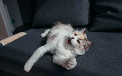 ¡El misterio de las Zoomies! ¿Por qué tu gato se lanza a correr de improvisto?