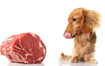 ¿Es seguro dar carne cruda a mi perro? Beneficios, riesgos y recomendaciones