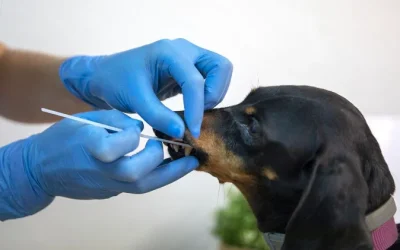 ¿Sabías que esta mutación genética puede hacer que tu perro gane peso fácilmente? Descubre por qué algunas razas son más propensas a la obesidad