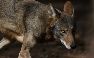Europa retrocede en la protección del lobo: ¿un desafío para su conservación?
