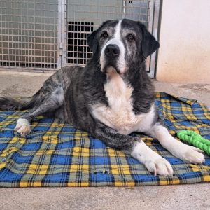 Goliat perro noble y cariñoso en adopción responsable