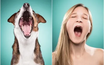 La nueva era de los perros: cómo la vida moderna los transforma