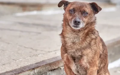 La polémica ley turca contra los perros callejeros: ¿Solución o Injusticia?