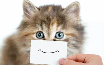 ¿Cuántos años puede vivir un gato? Descubre el secreto para que alcancen los 30 años