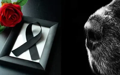¿Los perros entienden la muerte? Descubre como viven el duelo y como ayudarlos