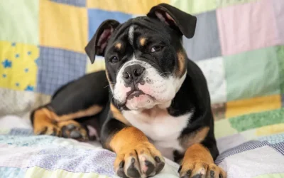 ¿Los perros pueden detectar a las malas personas y embusteros? Descubre cómo tu perro lee las emociones humanas