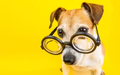 ¿Cómo funciona la memoria en los perros?
