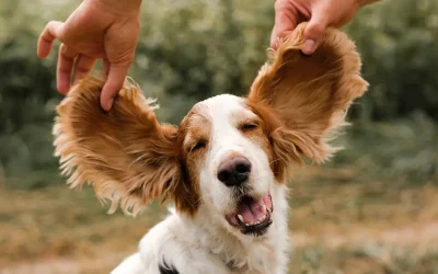 Cómo masajear las orejas de tu perro para reducir el estrés y mejorar su felicidad
