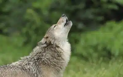 No, los lobos no aúllan a la luna: desmontando un mito popular
