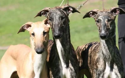 Nueva Zelanda prohibirá las carreras de galgos en 2026: Un paso hacia el bienestar animal
