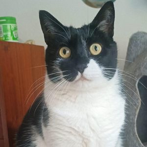 Gata en adopción: Nur sociable y cariñosa